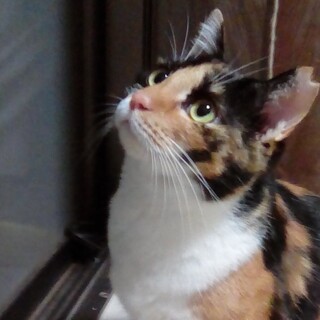 ツンデレのみりちゃん！きれいなミケです！