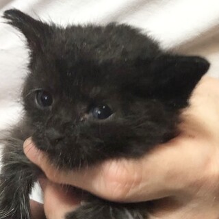 草むらで寄り添っていた四兄弟