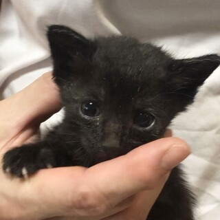 草むらで寄り添っていた四兄弟
