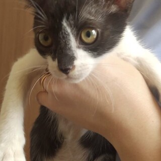 オスの子猫ちゃん2匹の里親募集