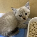 クリーム色の可愛い子猫♂