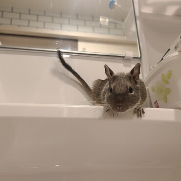 洗面所で冒険しております