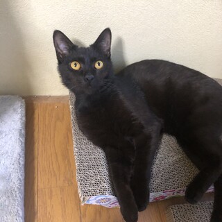 多頭崩壊出身、なつっこ甘々黒猫りょうくん