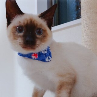 10月3日★堺市里親会参加★ロイ君