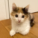 【姉弟2匹で譲渡】ふわふわ長毛三毛の子猫＊超美少女
