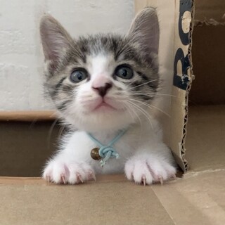 ミルクで育てました☆甘えん坊な男の子