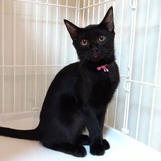 ミルクで育てた甘々黒ネコ姉妹♪