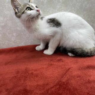 年配者にお勧めの1匹❗️寄り添う甘猫アケミちゃん