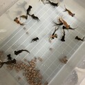 金魚（出目金）を貰って下さい