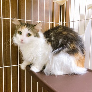 《里親サマ決まりました》ノルウェー:*+.グレイス