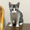 元気なキジシロシロキジ子猫オス猫雄猫里親さん募集！