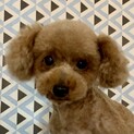 留寿都（るすつ）楽しい♪嬉しい♪お家が欲しい♪