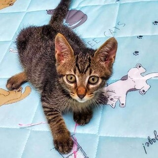 甘えん坊 お膝大好き 可愛い ヤマトくん