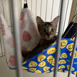 可愛いキジ猫の女の子