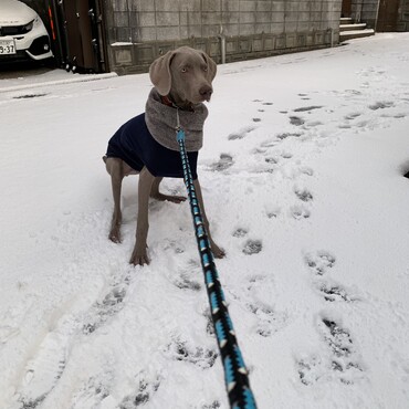 初めての雪