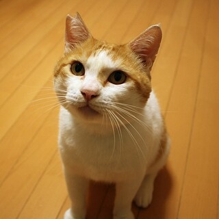 ✨まんまるお顔が可愛い茶白の男の子✨