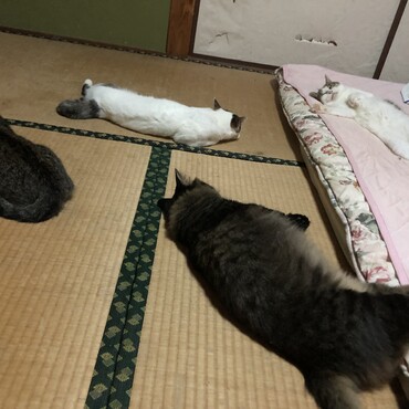 ネコ　落ちてます。。。。夫　爆睡中。。。。