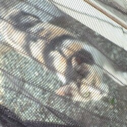 「近所迷惑⁉」サムネイル3