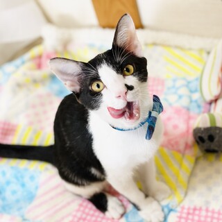 猫初心者にもオススメ！超フレンドリーな子猫くん