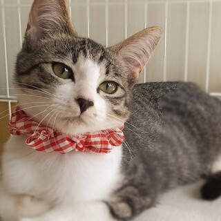 幸運の女の子！穏やか生後4か月かりん