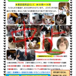 中止決定【要予約】子猫の譲渡会