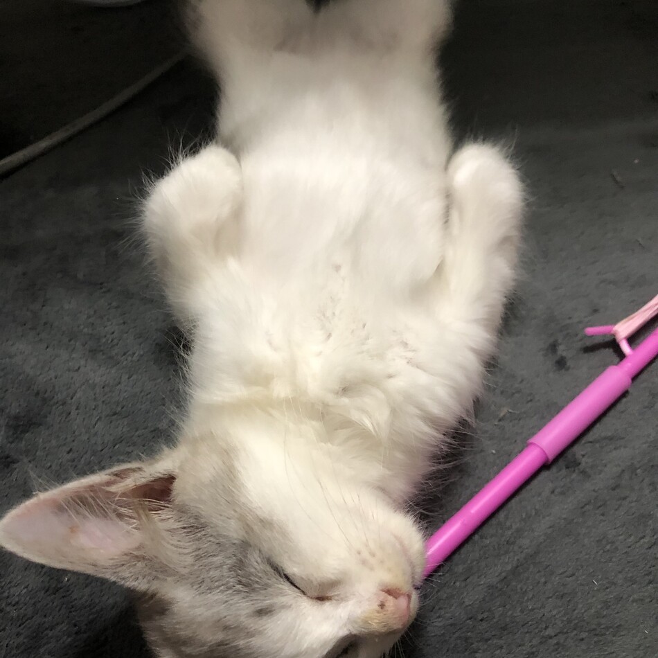 むぎちゃんのカバー写真