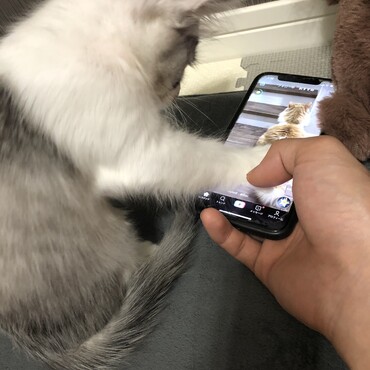 かまってちゃんでふ