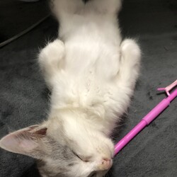 里親募集中