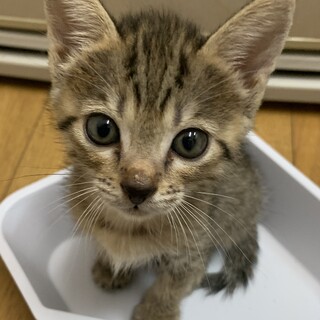 募集一時停止❤️キジトラ女子ベルちゃん