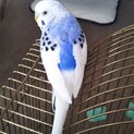 8歳インコ飼育していただける方　