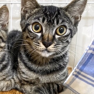 キリッとイケメン　キジトラのこうちゃん