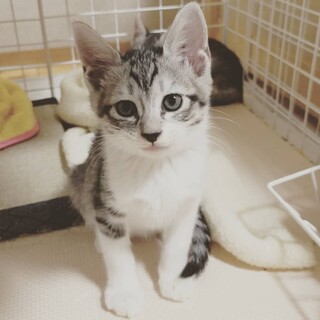 譲渡決定・美猫♡サバ白の女の子