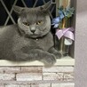 リリー♀2歳なったばかりです。