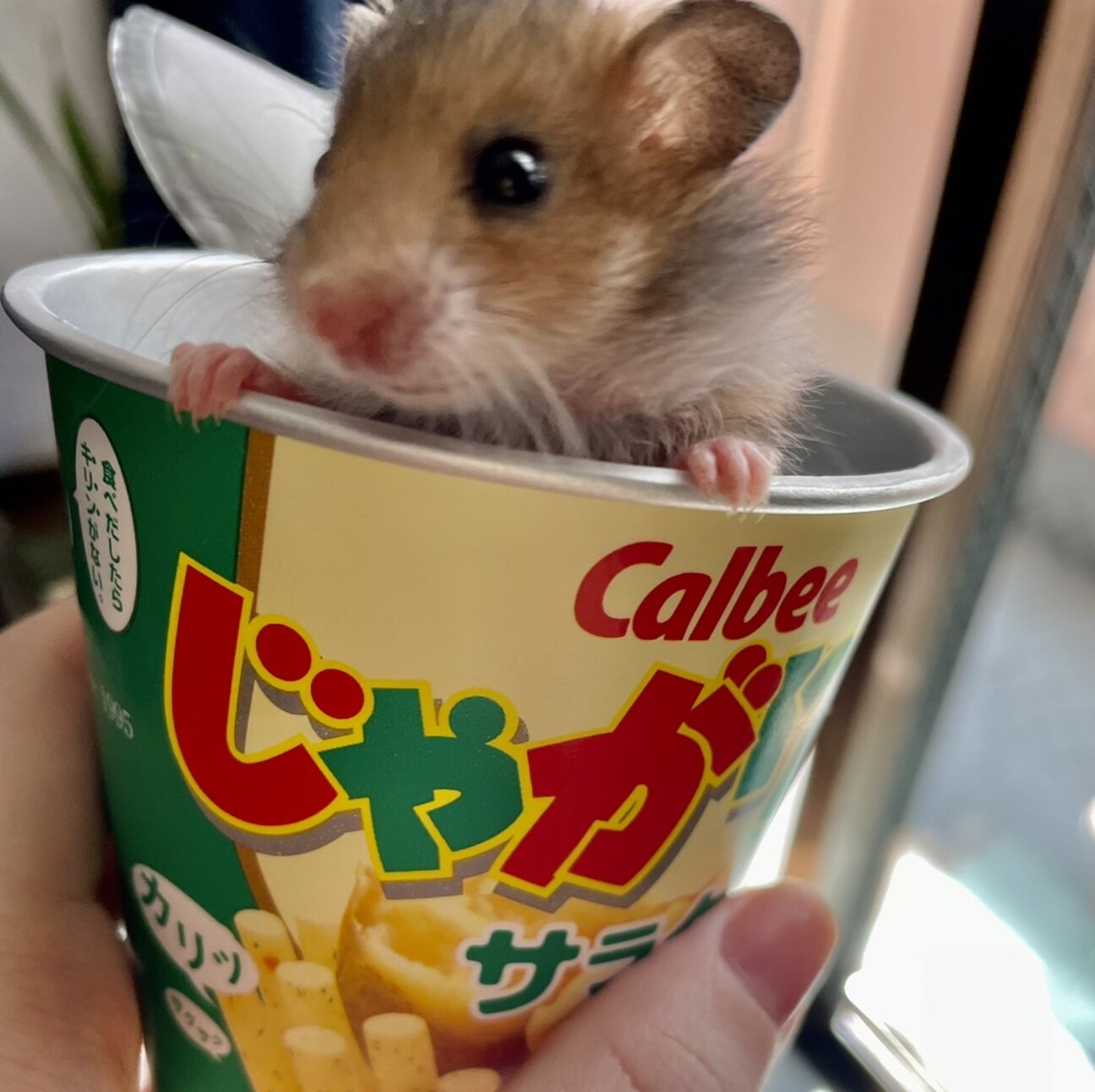ゴルハム赤ちゃん 茶色 大阪府 小動物の里親募集 3545 ペットのおうち 月間利用者150万人