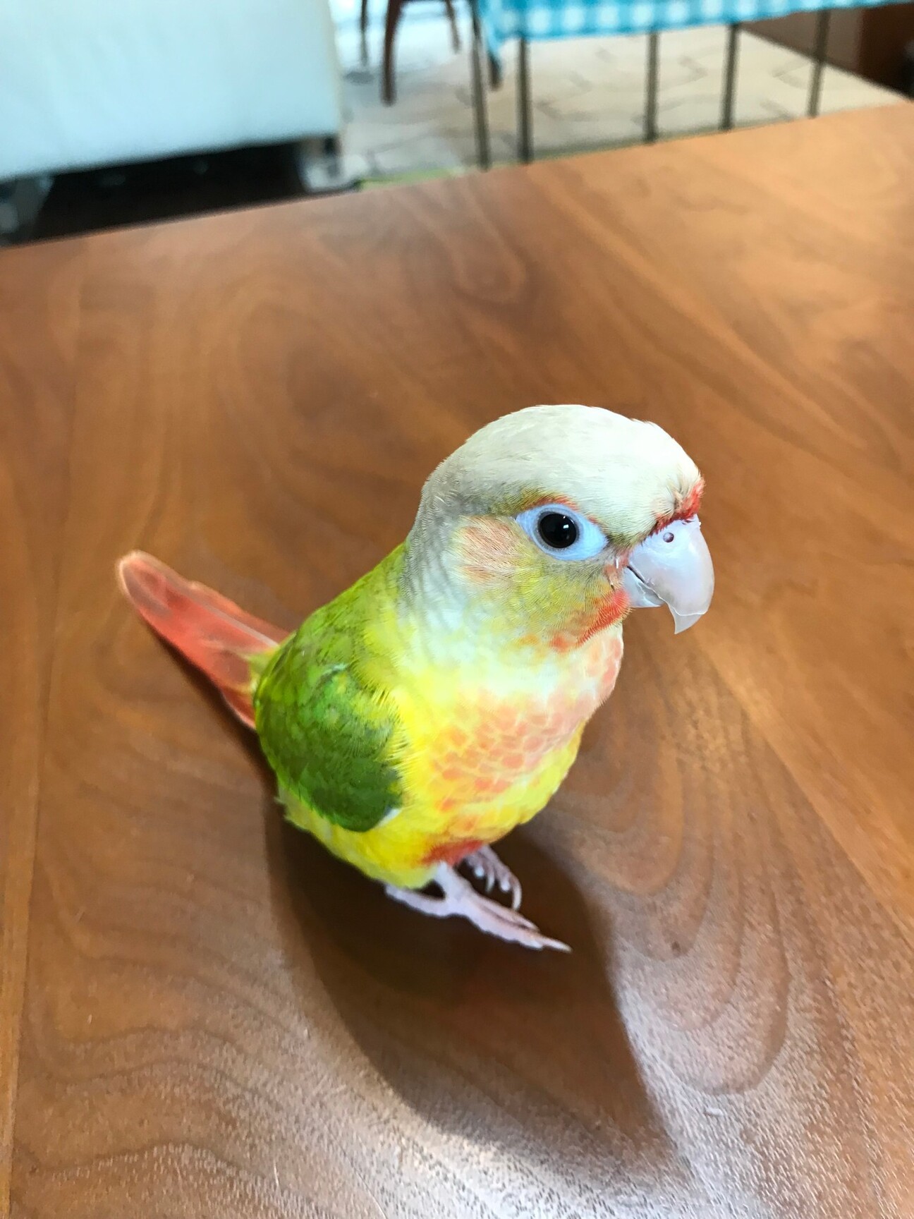 可愛いウロコインコです」東京都 - 鳥の里親募集(384243