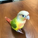 可愛いウロコインコです
