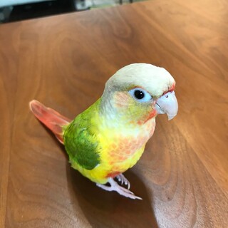 可愛いウロコインコです