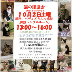 保護猫の譲渡会