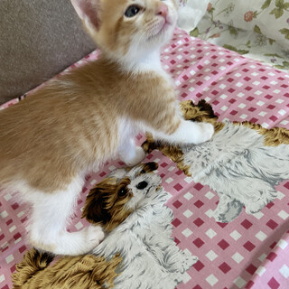 おっとりした優しい茶白ちゃん