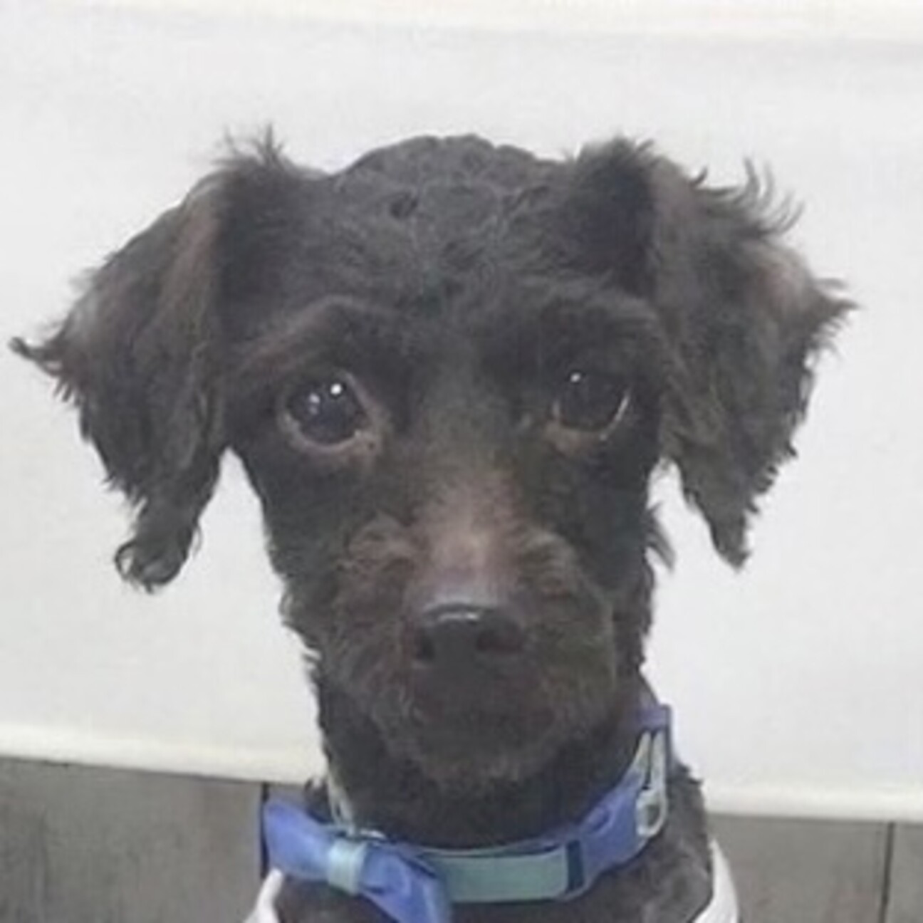 滝沢 たきざわ 長い手脚 埼玉県 犬の里親募集 3047 ペットのおうち 月間利用者150万人