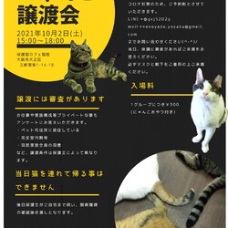 にゃんこ譲渡会