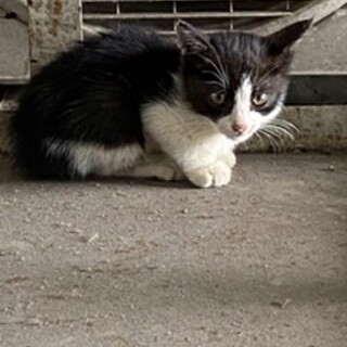 会社の外にいた猫です