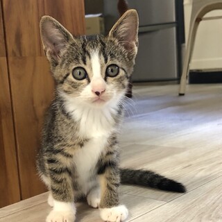 ちょこちょこ歩きが可愛い乙女あんずちゃん