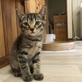 穏やかで好奇心旺盛ななジンくん