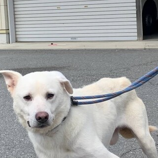 多頭飼育崩壊からのセンター収容【仮名　チーズ】