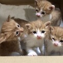 半長毛？の子猫4匹里親募集