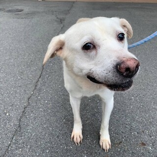 多頭飼育崩壊からのセンター収容【仮名　ジャム】