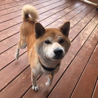 のんびり過ごしたい。タロ♂柴
