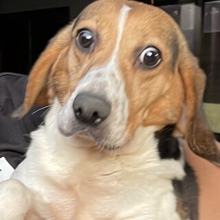 ビーグルの女の子