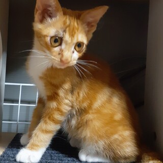 茶白に黒♂️ちょっぴり三毛